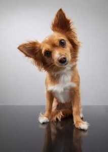 Dog. Have pets? Cleaning tips for your home Orchis Cleaning Services